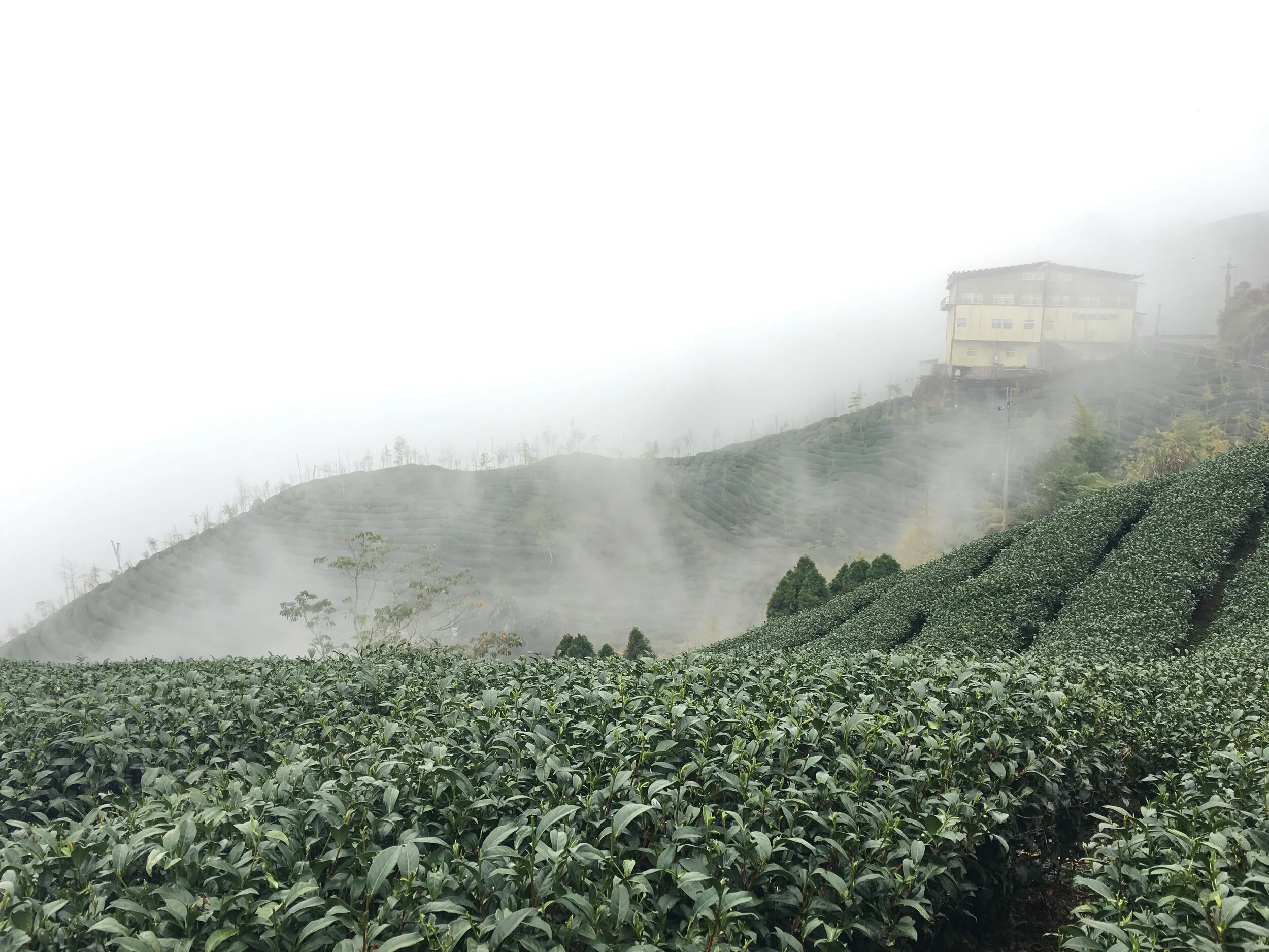 double red oolong (spring '25) — BANGtea